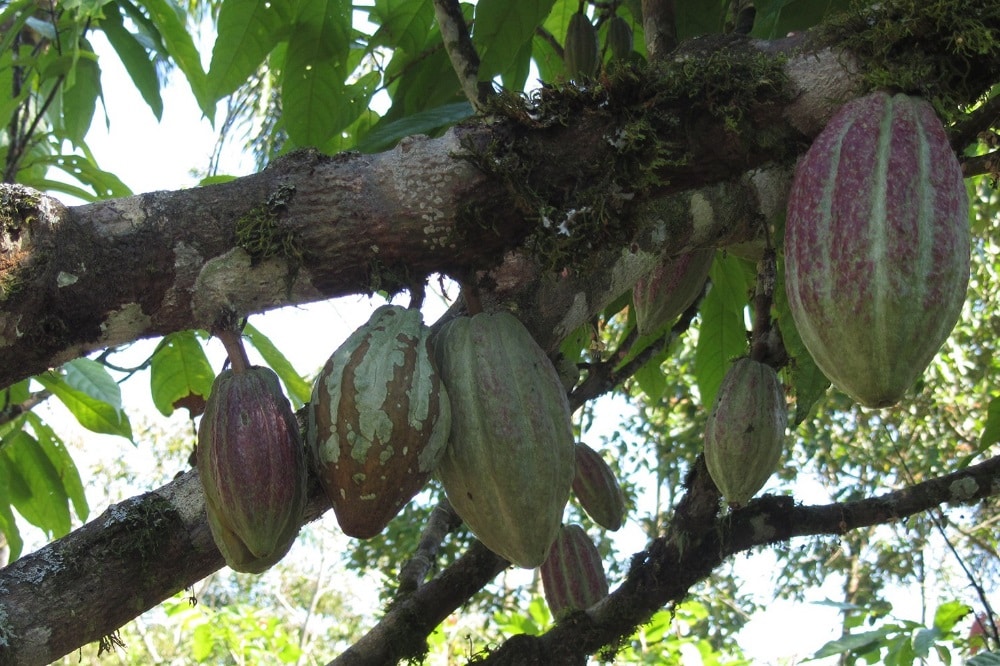 85 Prozent des Kakaos, den Deutschland importiert, stammen aus nur fünf Ländern überwiegend Westafrikas. Dessen Produktion verursacht dort z.T. erhebliche Auswirkungen auf die biologische Vielfalt. Bild: Janina Kleemann