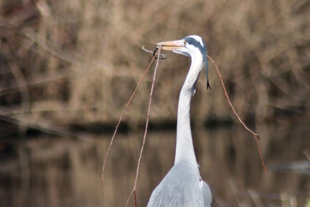 Immer Ast für Ast entsteht das Nest bei den Reihern (auch in Leipzig). Was könnte den Unternehmern in der Corona-Krise helfen? Foto: L-IZ.de