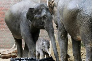 Elefantenkalb mit Mutter Rani und Don Chung © Zoo Leipzig