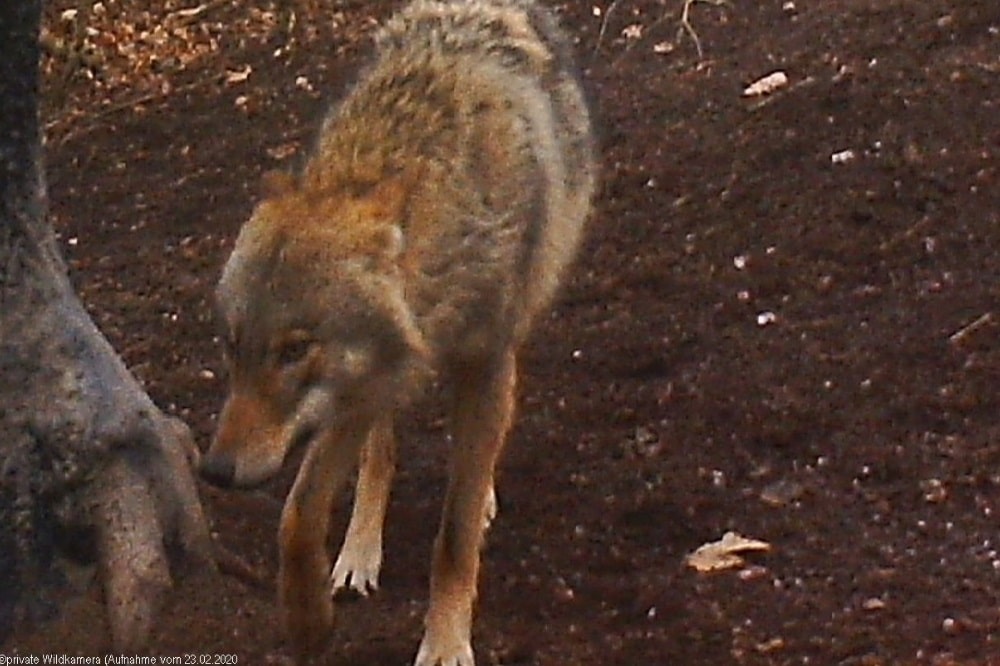Wolf in Fotofalle getappt © private Wildkamera