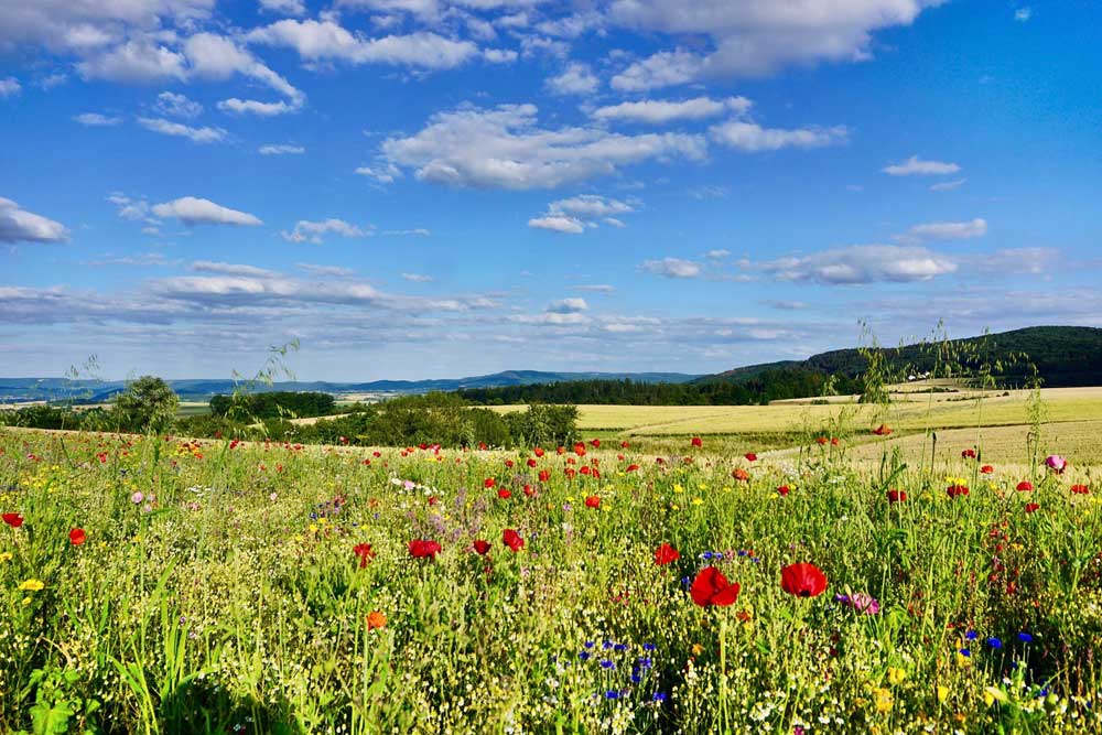 Eine strukturreiche Landschaft erfreut das Auge, fördert die biologische Vielfalt und kommt auch den Landwirten zugute. Foto: Sebastian Lakner