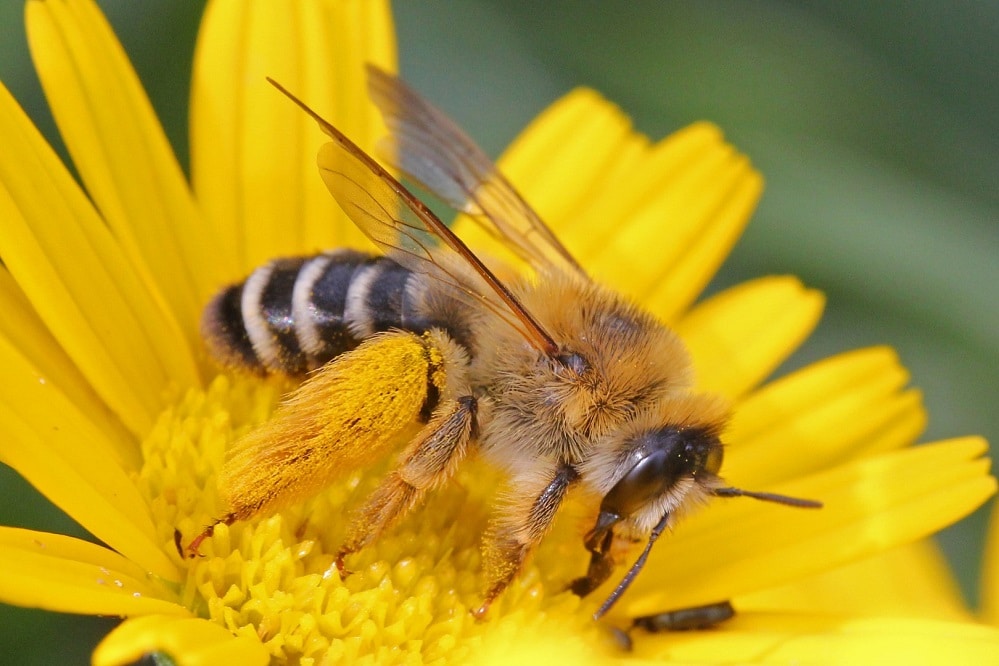 Hosenbienen sind relativ groß. Die Weibchen haben eine deutliche Haarbürste an den Hinterbeinen. Foto: NABU/Hans-Jürgen SessnerHosenbiene - dasypoda hirtipes, Foto: NABU