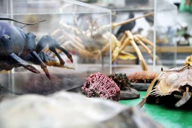 Tiefsee-Exponate des Leipziger Naturkundemuseums. Foto: Naturkundemuseum Leipzig