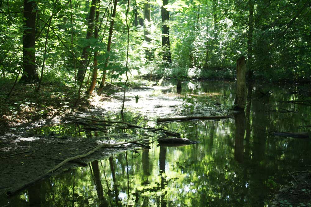 In der Burgaue. Foto: Ralf Julke