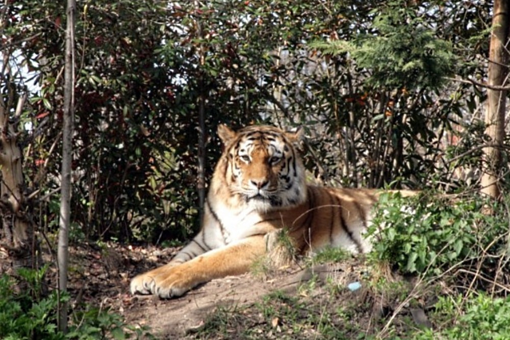 Entspannter Tiger ohne Zirkusrummel. Foto: Sebastian Beyer
