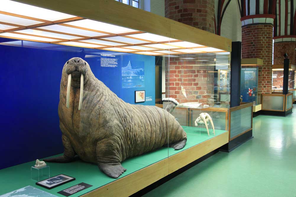 Das Walross in der Ausstellung des Meeresmuseums in Stralsund. Foto: Johannes-Maria Schlorke