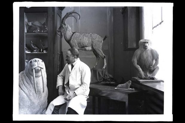 Herman ter Meer im Atelier mit Walross. Foto: Naturkundemuseum Leipzig