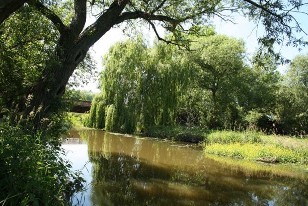 Die Weiße Elster in der Nordwestaue. Foto: Ralf Julke
