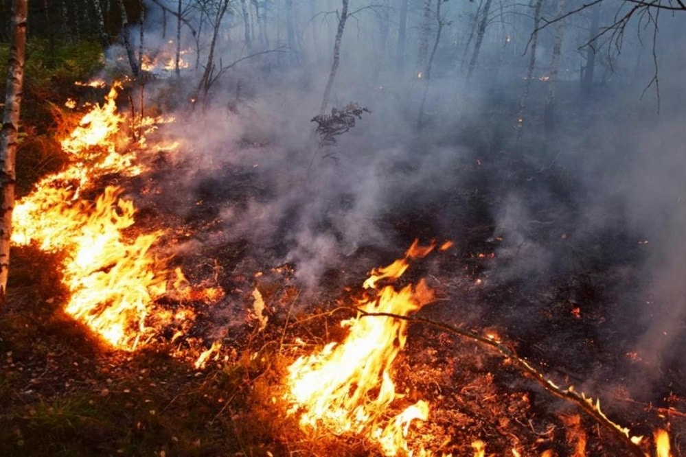Waldbrand, Foto: Sachsenforst