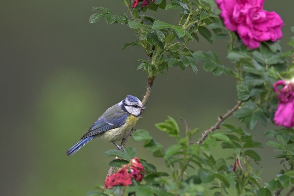 Die Blaumeise steht bei der „Stunde der Gartenvögel“ unter besonderer Beobachtung – in Sachsen zeichnet sich derzeit kein mysteriöses Meisensterben ab. Foto: Frank Hecker/NABU