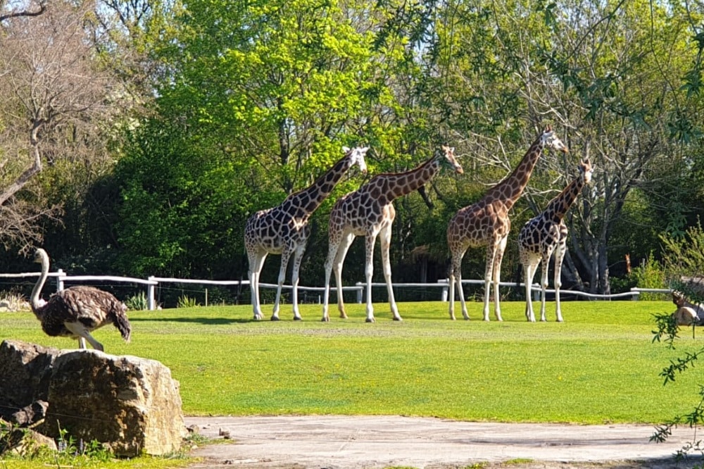 Blick aus dem Rosental - Giraffen auf der Savanne © Zoo Leipzig