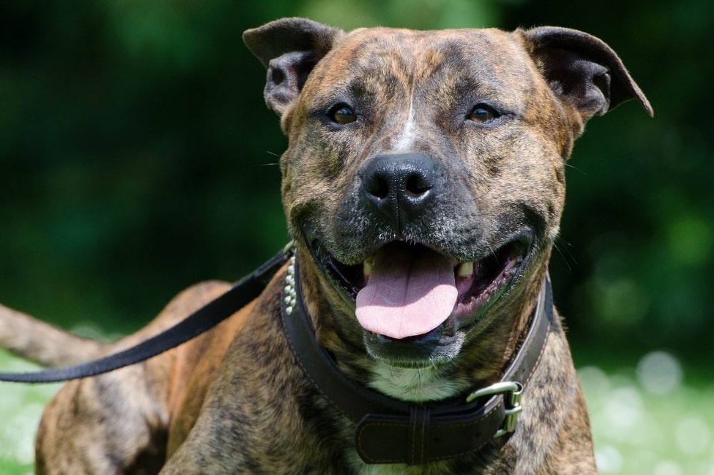 Der American Staffordshire Terrier gehört in Sachsen zu den sogenannten Listenhunden. Bei ihnen wird die Gefärhlichkeit von Gesetzt wegen vermutet. Foto: pixabay.de