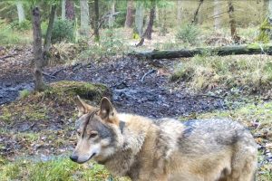 Der besenderte Wolfsrüde MT7 "Hans" © Axel Gebauer