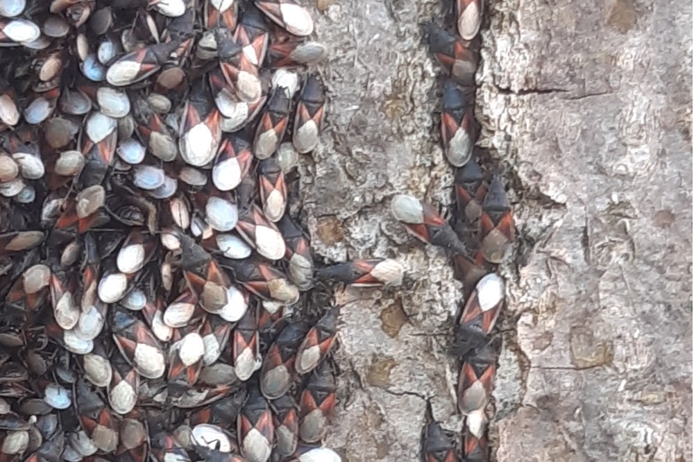 Die Lindenwanze. Quelle: Stadt Leipzig