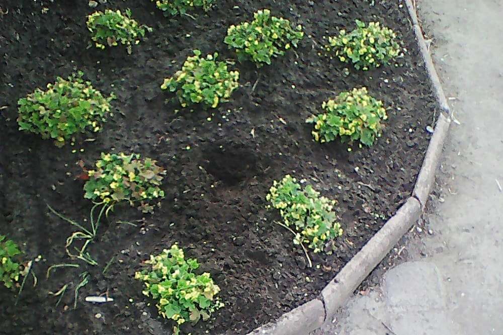 Pflanzendiebstahl im Mariannenpark. Quelle: Stadt Leipzig