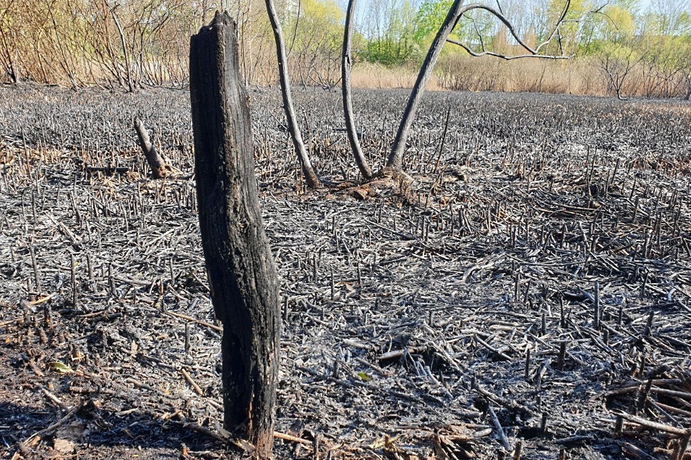 Schönauer Lachen nach dem Brand am 21. April. Foto: Jan Kaefer