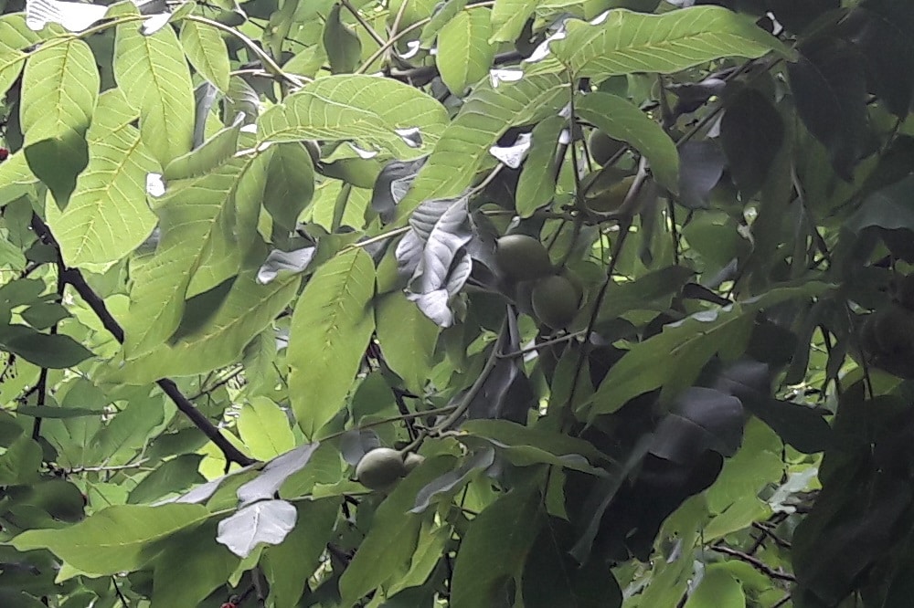 Walnussbaum. Foto: L-IZ.de