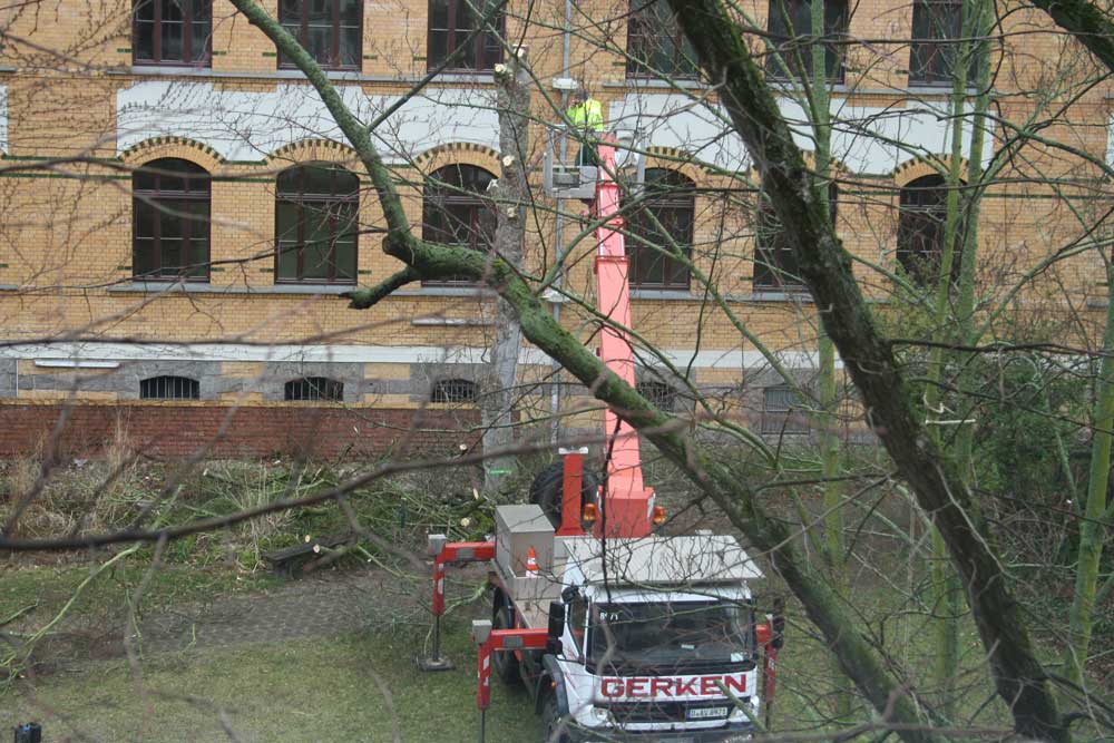 Baumfällungen auf dem Schulhof der Apollonia-von-Wiedebach-Schule. Foto: Ralf Julke