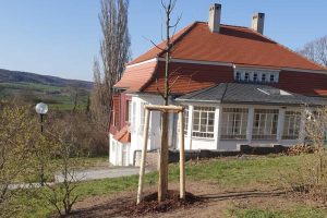 Frisch gepflanzte Esskastanie für Max Klinger in Großjena. Foto: Firma Kittel