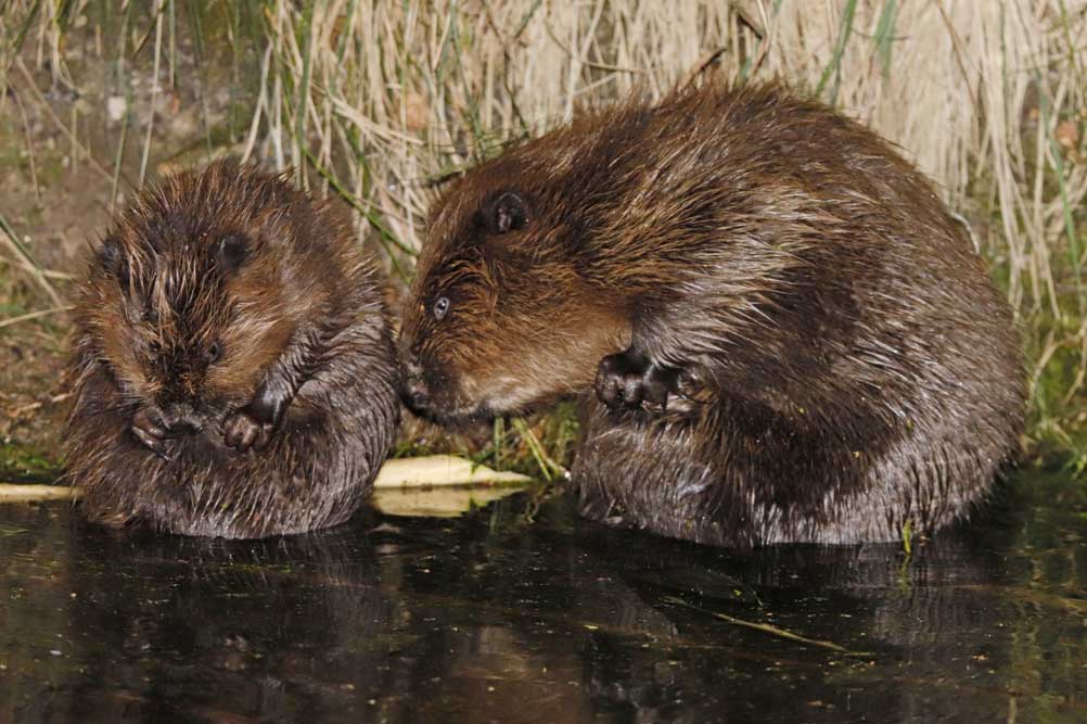 Der Elbebiber fühlt sich an der Mulde wohl. Im Landkreis Leipzig haben sich zwischen 200 und 300 Nager angesiedelt. Foto: Sven Möhring, Untere Naturschutzbehörde Landkreis Leipzig