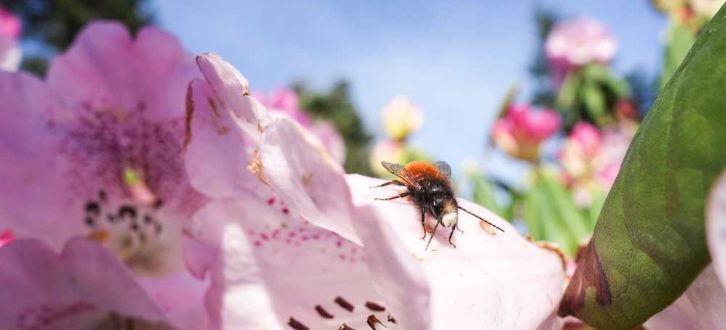 Viele Insekten erfüllen wichtige Funktionen in unseren Ökosystemen, z. B. die Bestäubung von Wild- und Kulturpflanzen. Das Foto zeigt eine Gehörnte Mauerbiene (Osmia cornuta). Foto: Gabriele Rada