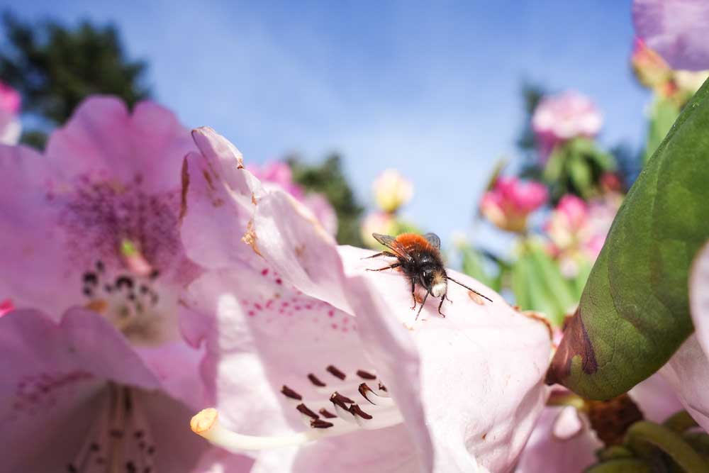 Viele Insekten erfüllen wichtige Funktionen in unseren Ökosystemen, z. B. die Bestäubung von Wild- und Kulturpflanzen. Das Foto zeigt eine Gehörnte Mauerbiene (Osmia cornuta). Foto: Gabriele Rada