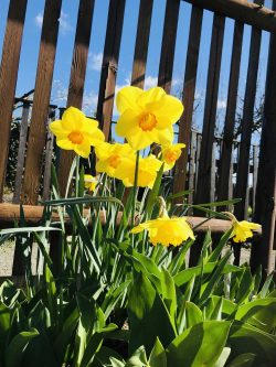 Einsendung zum Panometer Fotoaufruf #MeinGartenparadies. Foto: Katja Röhlig