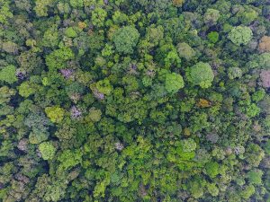 Fast 300 Baumarten wachsen in dem 50 Hektar großen und ursprünglichen Wald auf Barro Colorado Island in Panama. Foto: Christian Ziegler