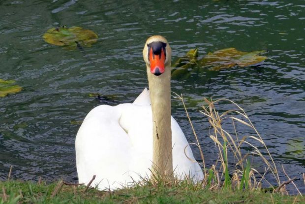 Bei diesem Höckerschwan hatte sich ein Angelhaken mit Sehne am Schnabel verfangen, die Schnur war um die Zunge gewickelt. NABU Leipzig