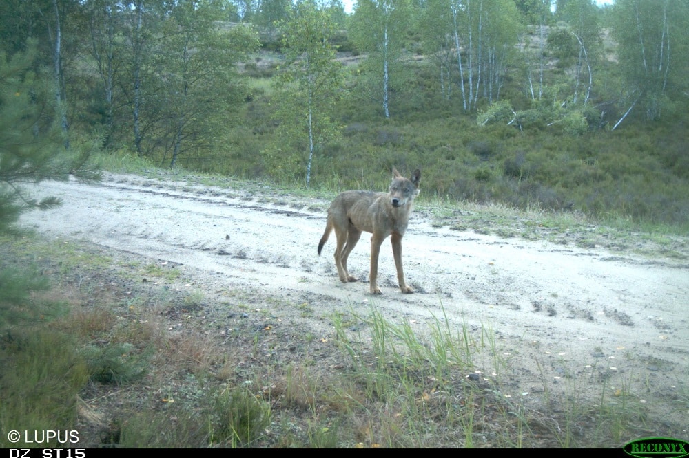 Jungwolf © LUPUS Institut für Wolfsmonitoring und -forschung