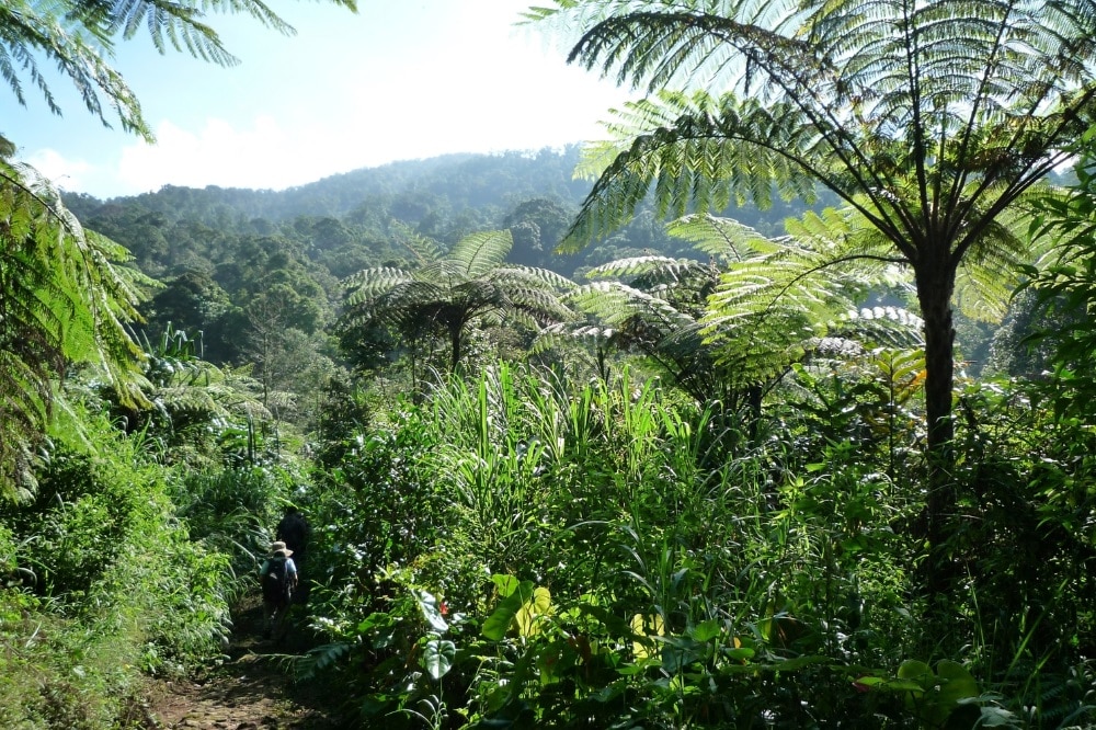 Artenreicher Regenwald im Nationalpark Mount Halimun Salak auf der indonesischen Insel Java. Foto: Universität Leipzig/Alexandra Müllner-Riehl