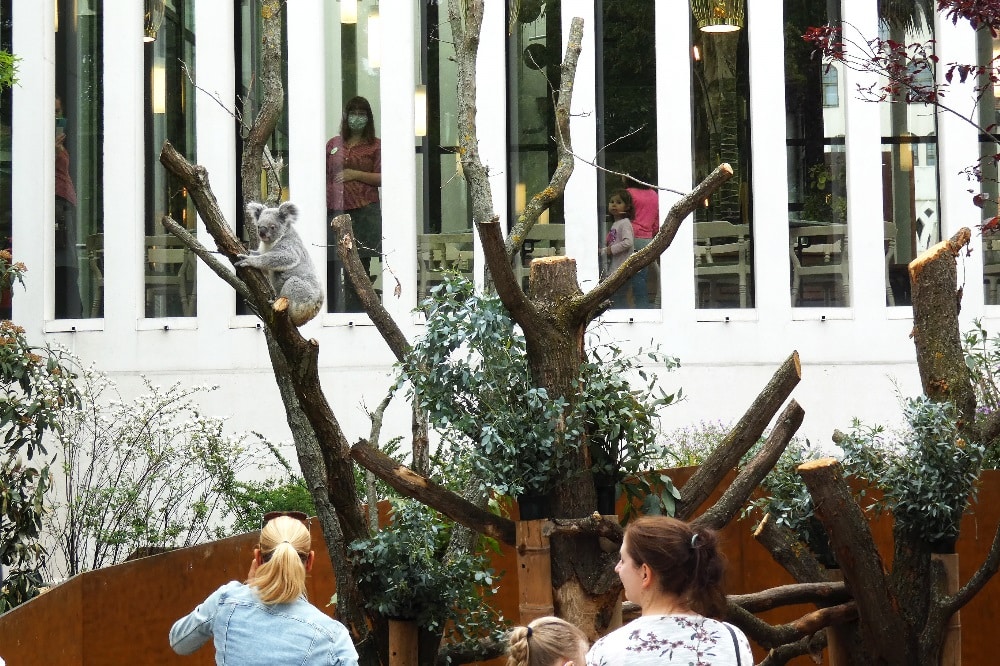 Direkt am Restaurant Palmensaal - das neue Koala-Gehege © Zoo Leipzig