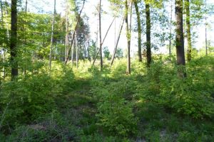 Im Colditzer Forst wurde eine ehemalige Nadelholzfläche mit Rotbuchen aufgeforstet. Foto: LK-L