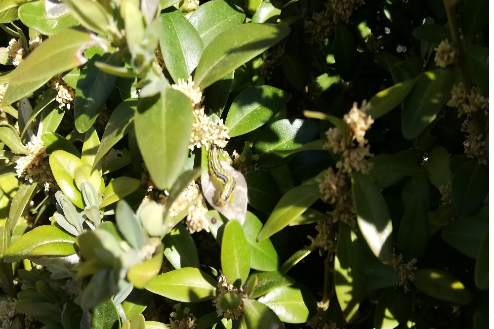 Larven des Buchsbaumzünslers. © LfULG/Hendrik Höne