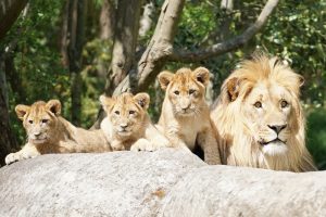 Majo mit den drei Jungtieren © Zoo Leipzig