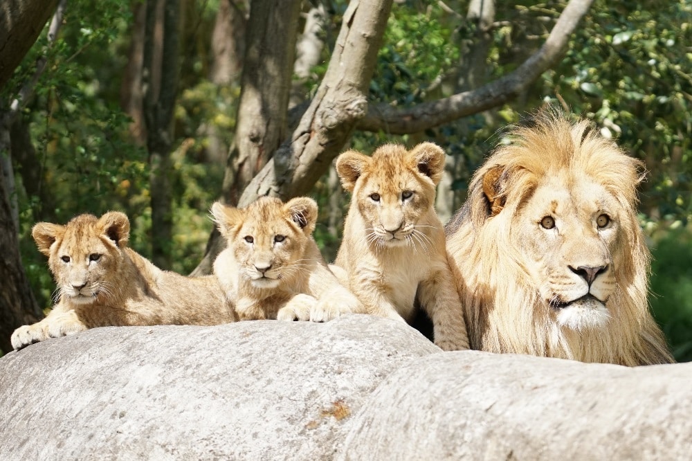 Majo mit den drei Jungtieren © Zoo Leipzig