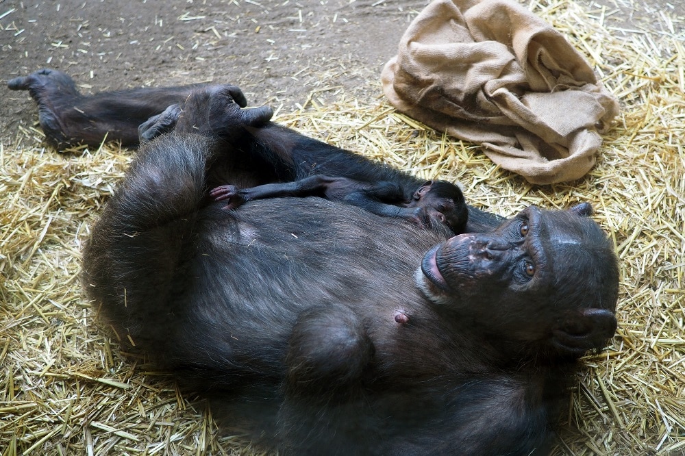 Schimpandenweibchen Fraukje mit ihrer Tochter auf der Innenanlage von Pongoland © Zoo Leipzig