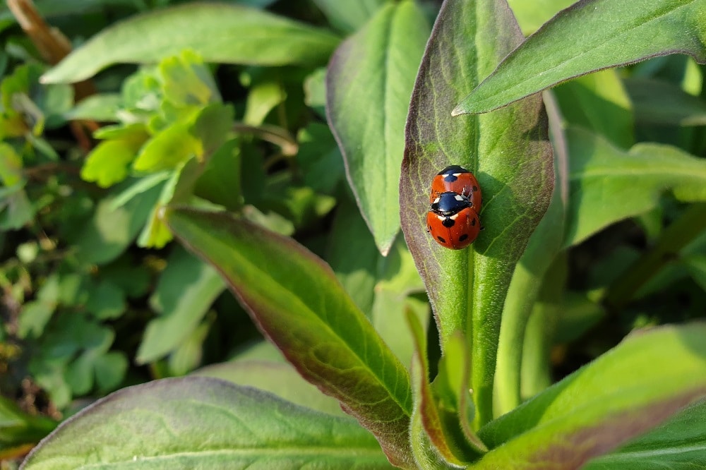 Beim Insektensommer 2020 stehen der Siebenpunktmarienkäfer und sein entfernter Verwandter, der Asiatische Marienkäfer, im Fokus. Foto: Ina Ebert