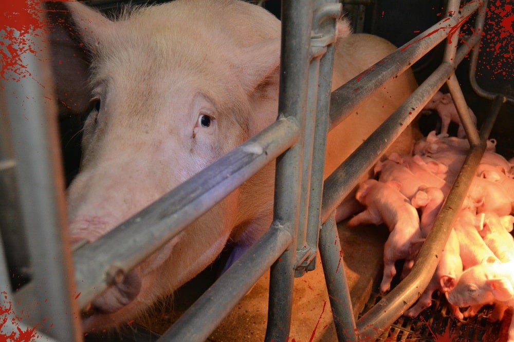 Quelle: Vegetarische Initiative e.V.