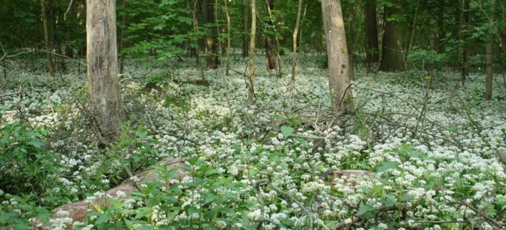 Bärlauchblüte im Auenwald. Foto: Ralf Julke