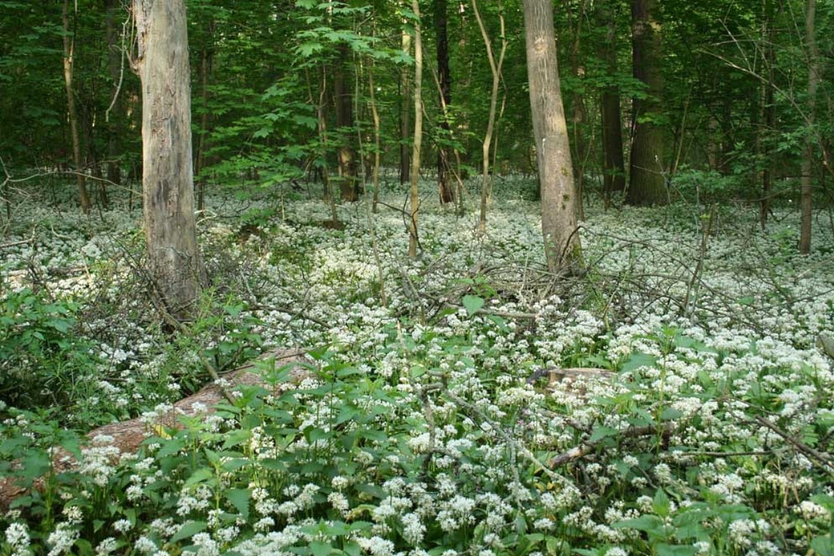 Bärlauchblüte im Auenwald. Foto: Ralf Julke