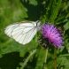 Der Baumweißling (Aporia crataegi) ist ein weitverbreiteter Schmetterling, der hinsichtlich seines Lebensraumes sehr variabel ist. Er gehört zu den wenigen Tagfalterarten, die von den Natura 2000-Schutzgebieten profitieren. Foto: Martin Musche