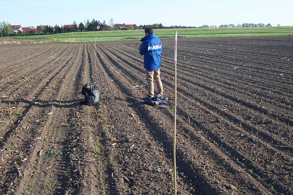 Der NABU Leipzig hat den Standort des Kiebitznestes markiert, damit der Landwirt das Areal verschonen kann. Fotos NABU Leipzig