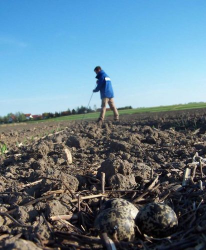 Der NABU Leipzig hat den Standort des Kiebitznestes markiert, damit der Landwirt das Areal verschonen kann. Foto: NABU Leipzig