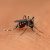 Die Asiatische Tigermücke (Aedes albopictus), die über den internationalen Reifenhandel verbreitet wurde, überträgt verschiedene Krankheiten, darunter das West-Nil-Virus oder auch das Dengue-Fieber. Foto: ©RealityImages / AdobeStock