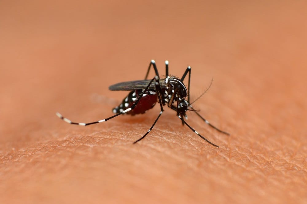 Die Asiatische Tigermücke (Aedes albopictus), die über den internationalen Reifenhandel verbreitet wurde, überträgt verschiedene Krankheiten, darunter das West-Nil-Virus oder auch das Dengue-Fieber. Foto: ©RealityImages / AdobeStock