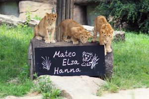 Die Löwenjungtiere Mateo, Elsa und Hanna © Zoo Leipzig