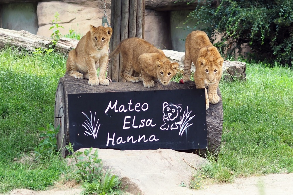 Die Löwenjungtiere Mateo, Elsa und Hanna © Zoo Leipzig