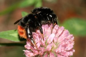 Die Steinhummel liegt nach der ersten Zählung des Insektensommers 2020 erneut vorn. Sie wurde in den meisten Gärten und Parks gesichtet. Foto: Helge May/NABU