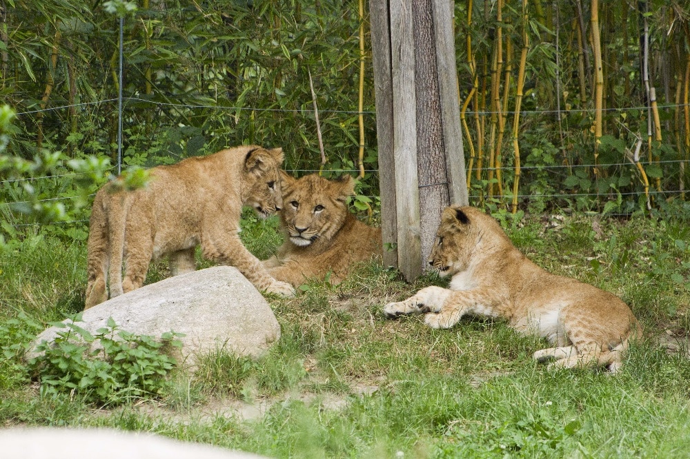 Die drei Löwenjungtiere brauchen einen Namen © Zoo Leipzig